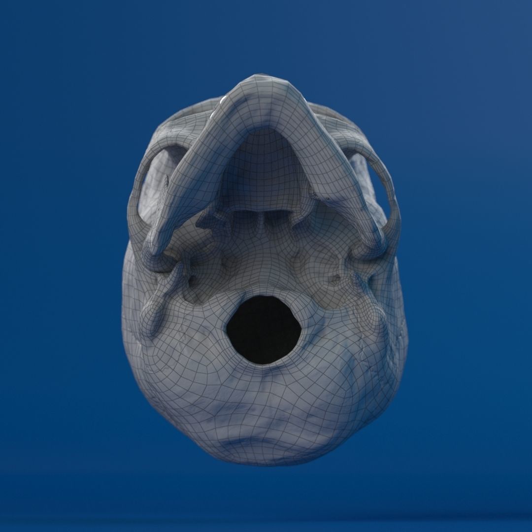 Human Female Skull 3D model_21