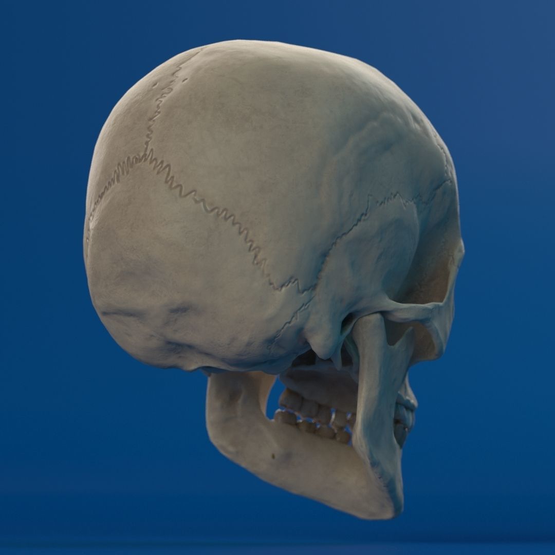 Human Female Skull 3D model_7