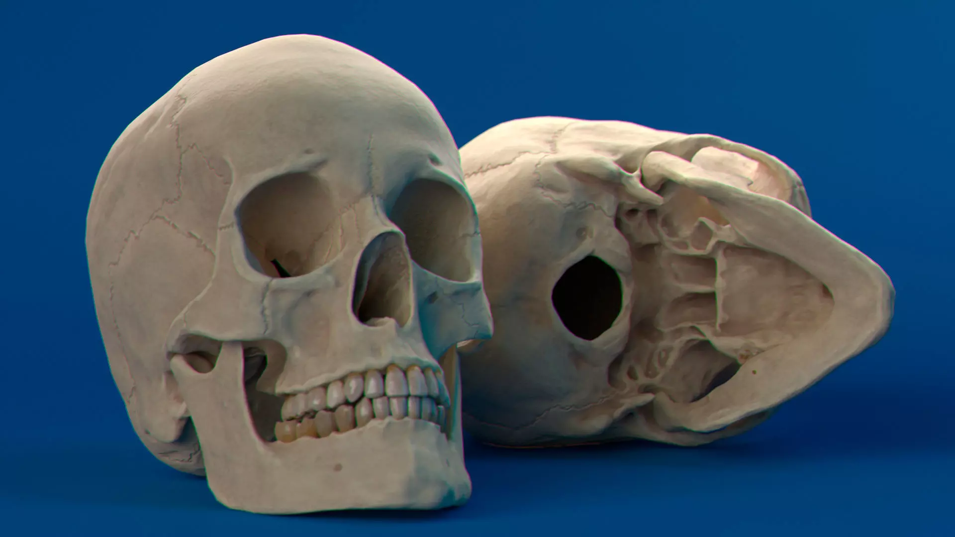Human Female Skull 3D model_0