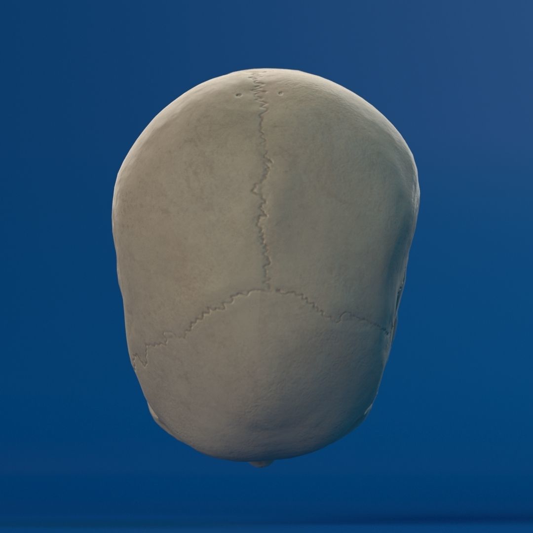 Human Female Skull 3D model_10