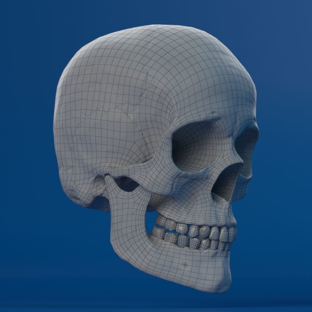 Human Female Skull 3D model_20