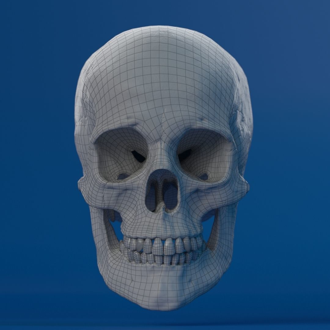 Human Female Skull 3D model_13