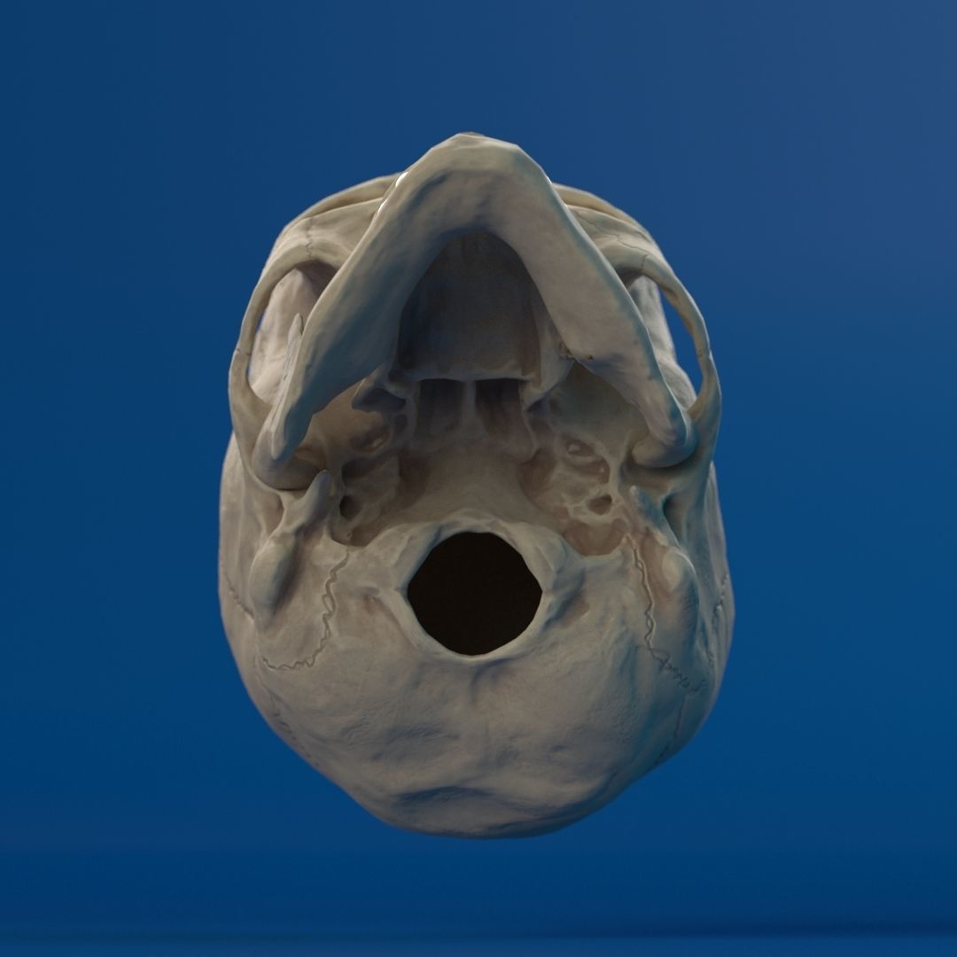 Human Female Skull 3D model_11