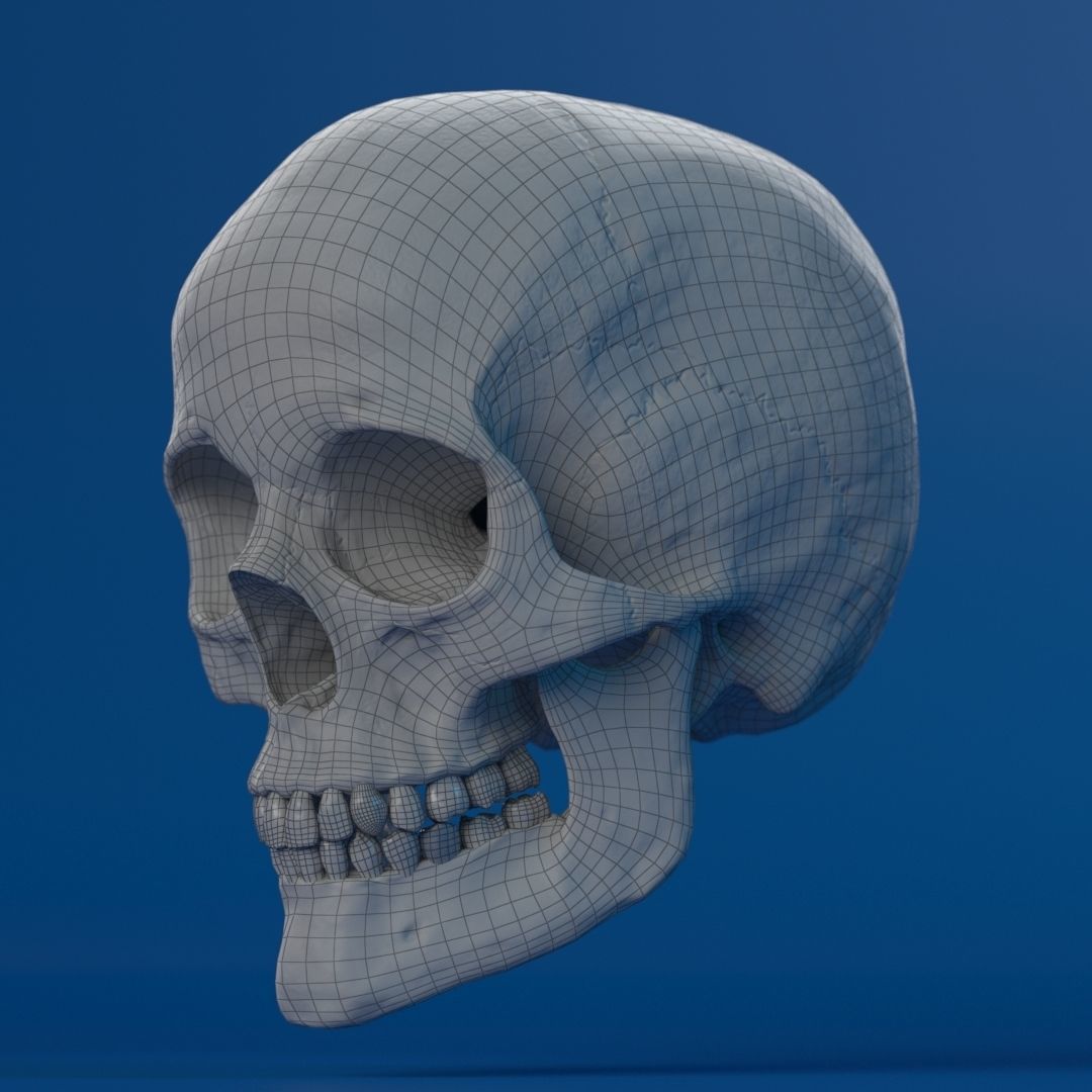 Human Female Skull 3D model_14