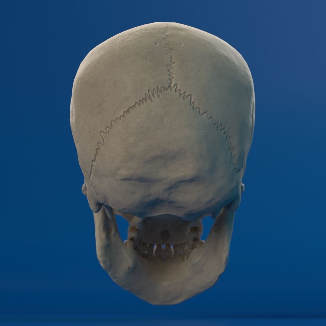 Human Female Skull 3D model_6
