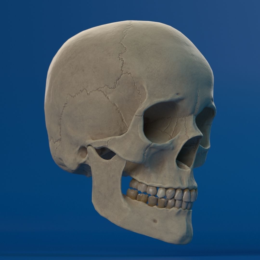 Human Female Skull 3D model_9
