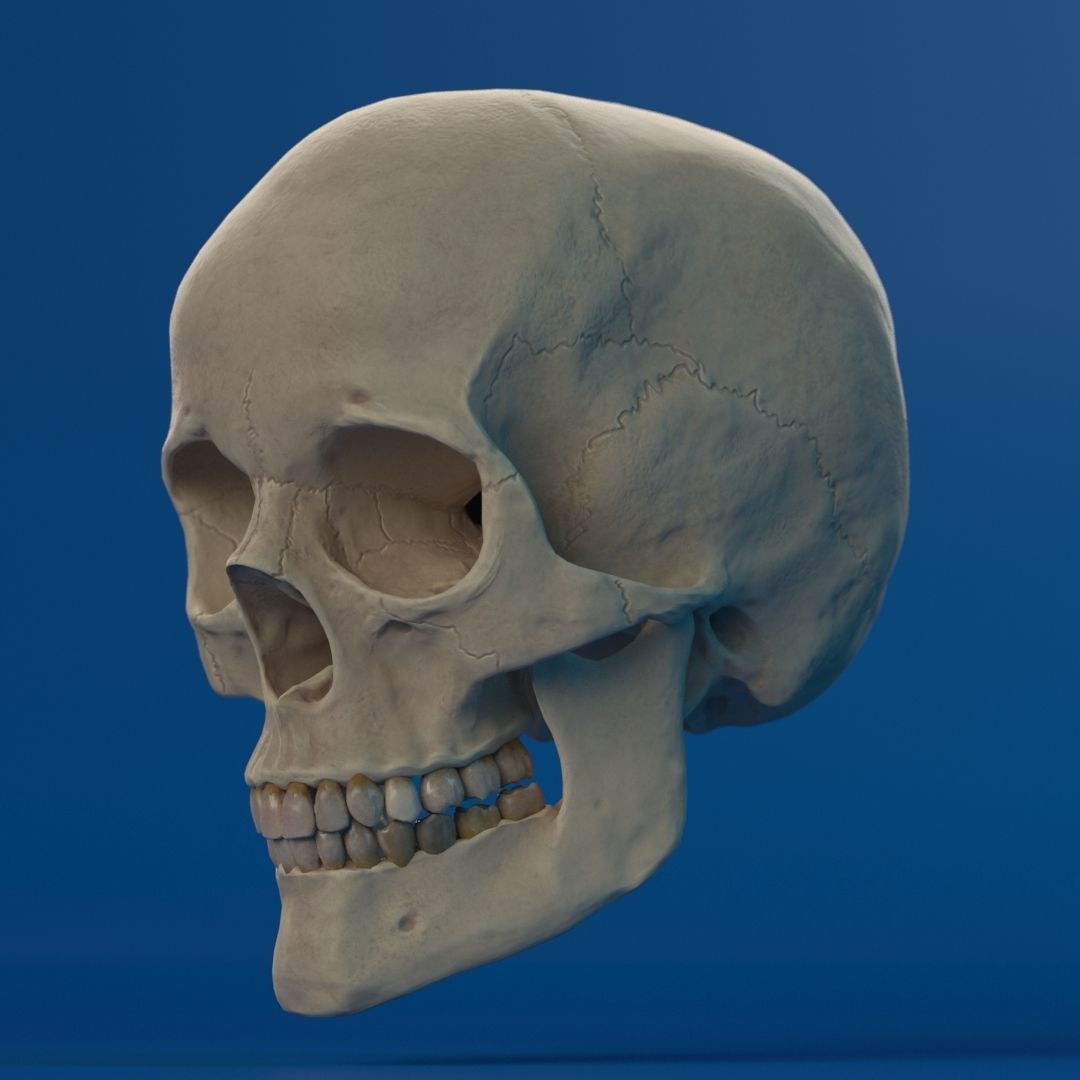 Human Female Skull 3D model_3