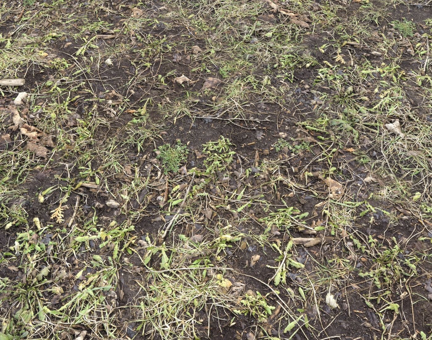 Forest Terrain PBR Pack 1 Texture_8