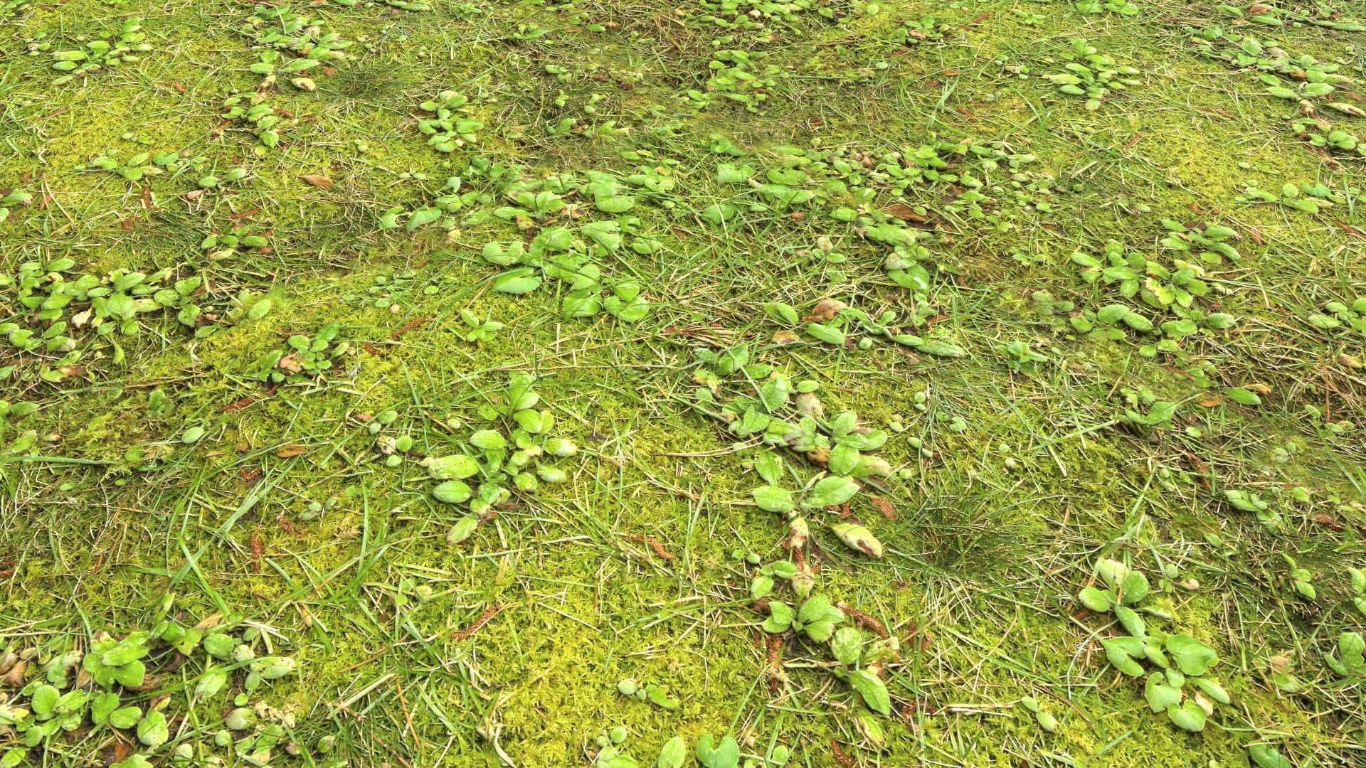 Forest Terrain PBR Pack 1 Texture_12