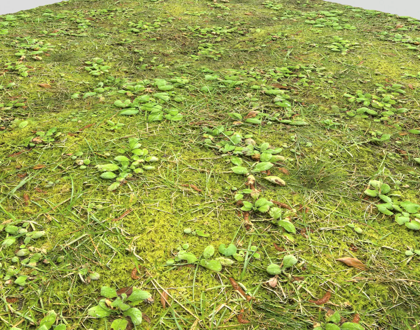 Forest Terrain PBR Pack 1 Texture_0