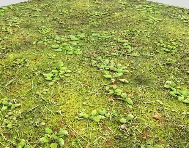 Forest Terrain PBR Pack 1 Texture