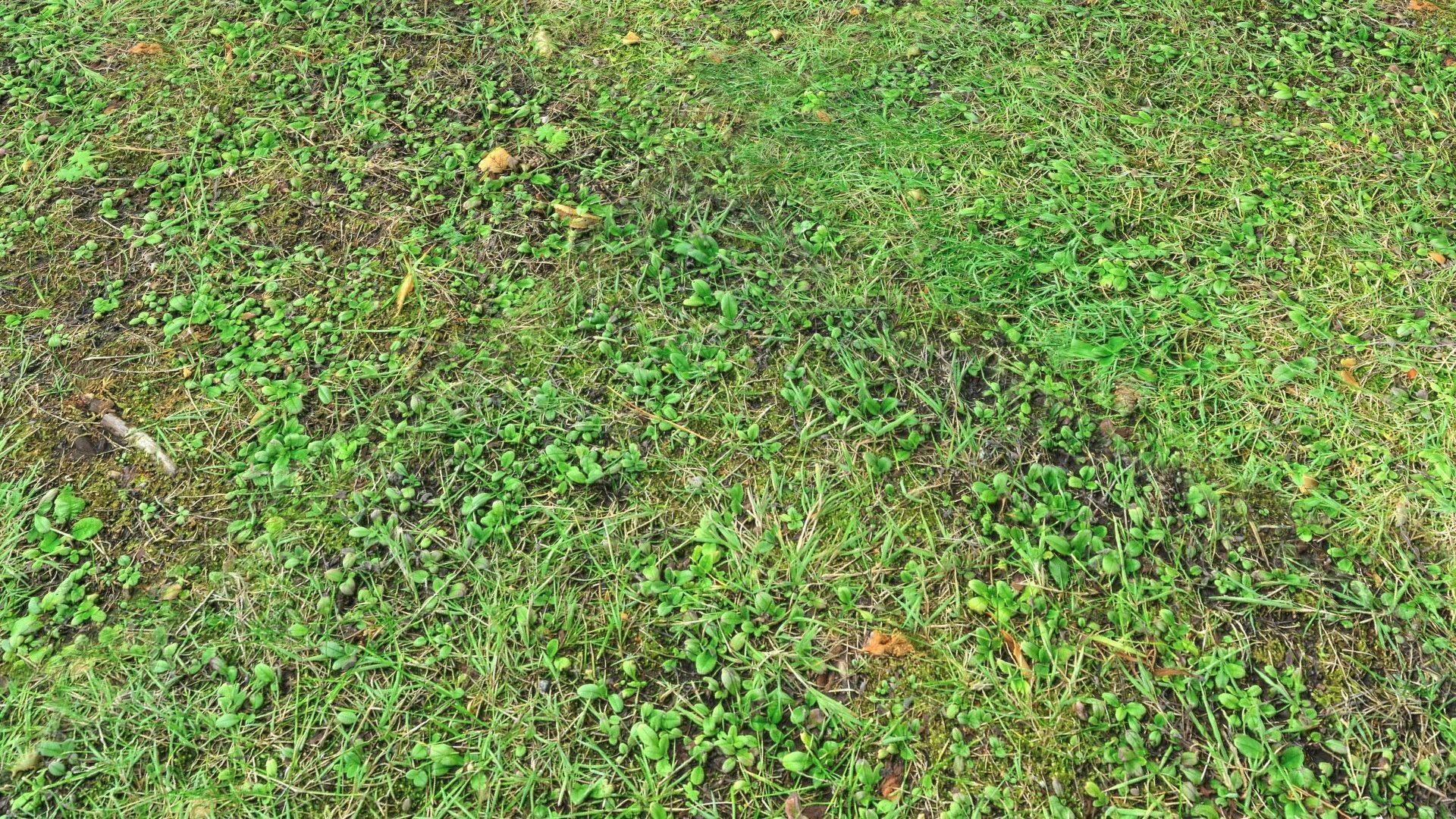 Forest Terrain PBR Pack 1 Texture_11