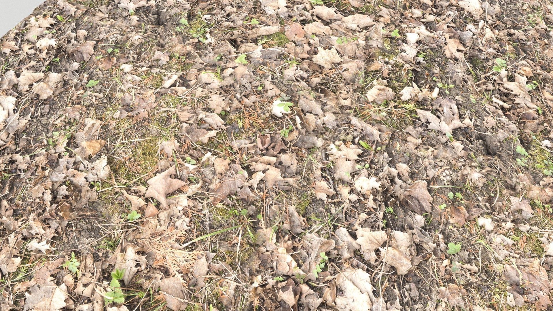 Forest Terrain PBR Pack 1 Texture_10