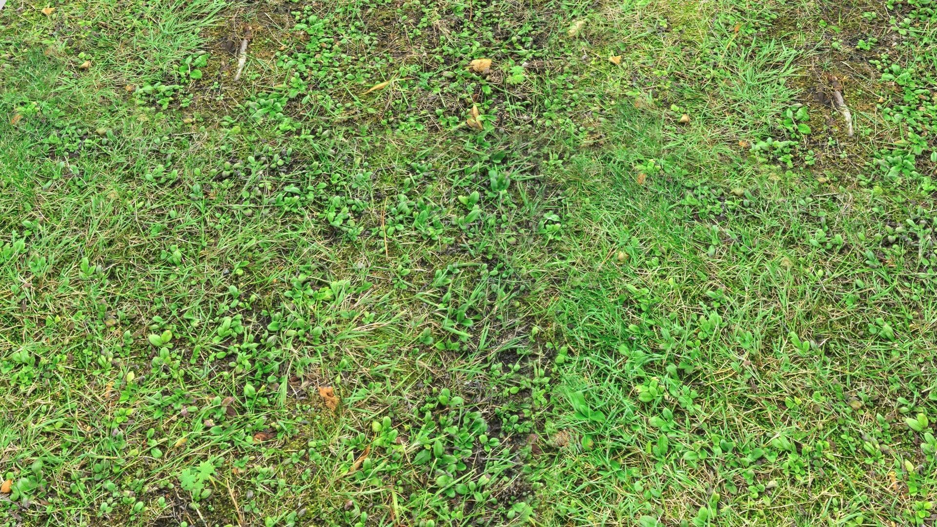 Forest Terrain PBR Pack 1 Texture_14