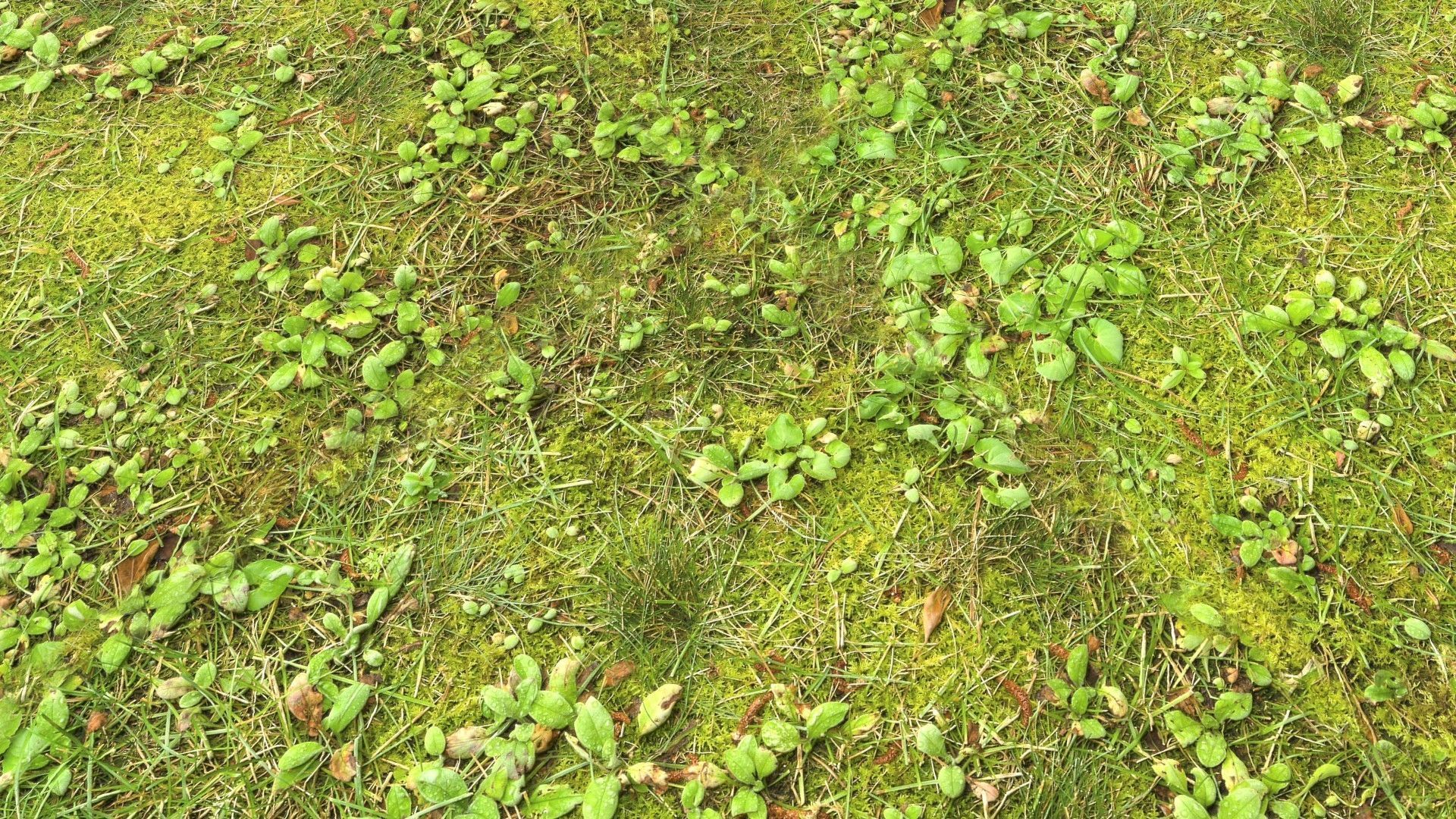 Forest Terrain PBR Pack 1 Texture_15