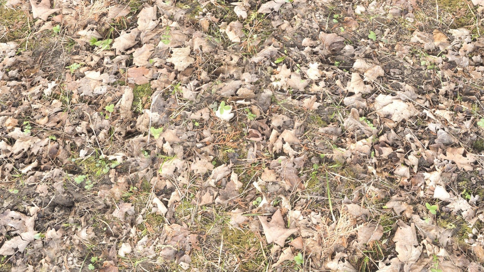 Forest Terrain PBR Pack 1 Texture_13