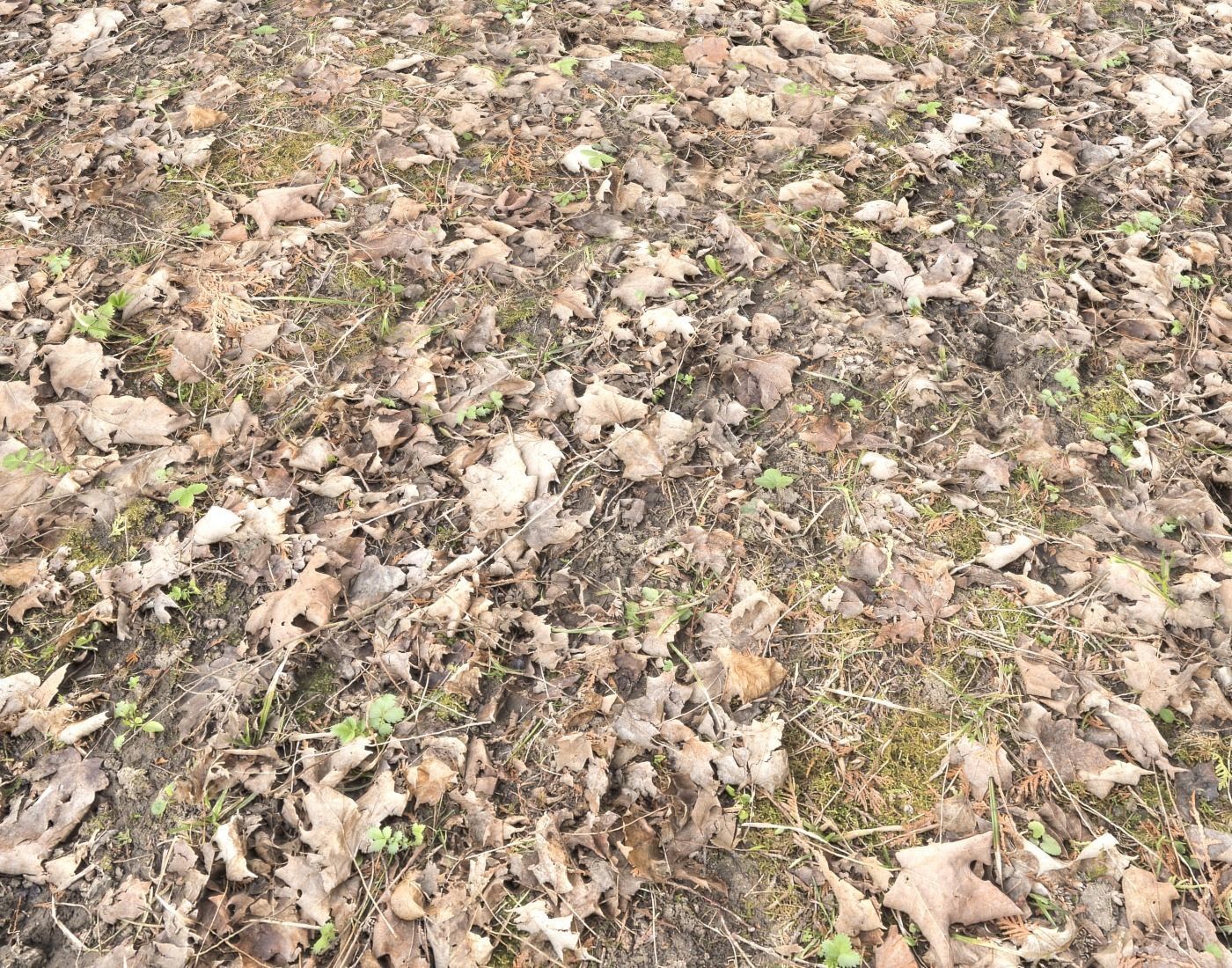 Forest Terrain PBR Pack 1 Texture_7