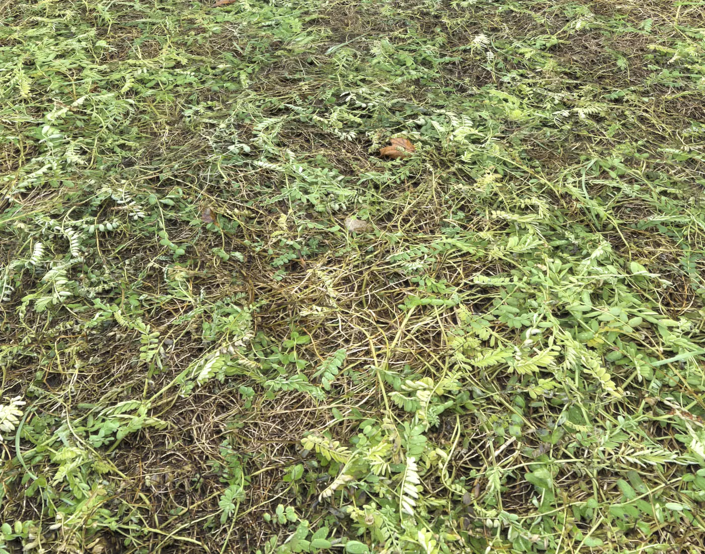 Forest Terrain Pack PBR 2 Texture_0