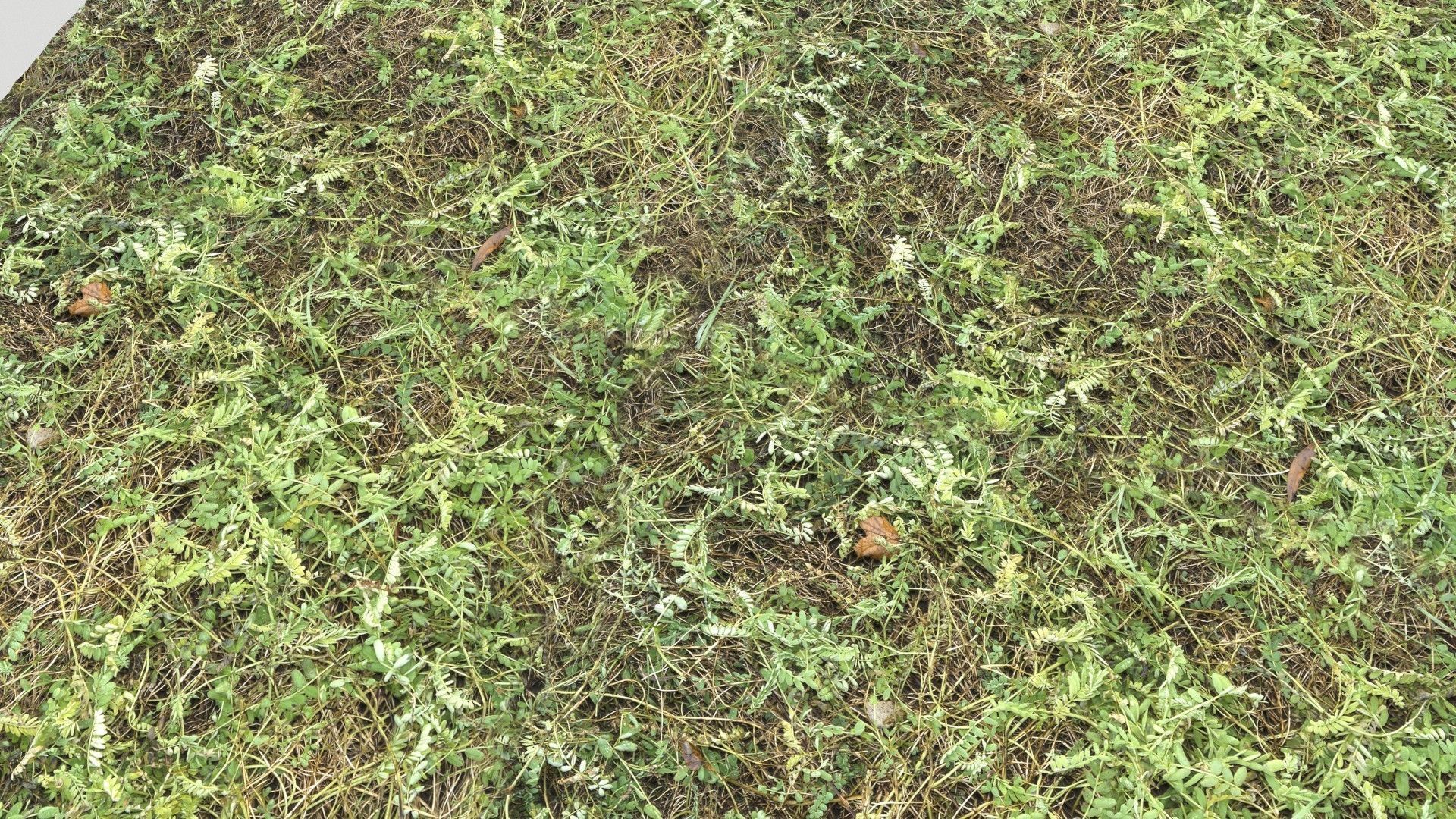 Forest Terrain Pack PBR 2 Texture_9