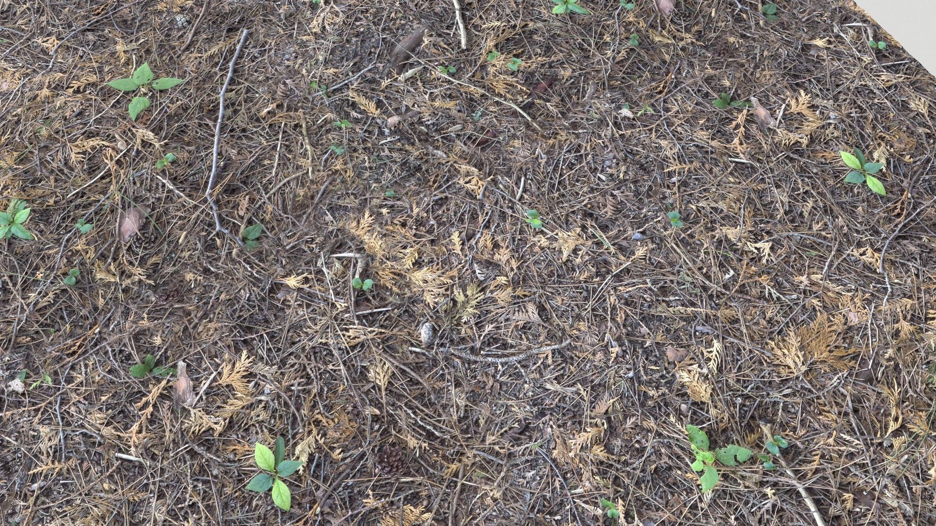 Forest Terrain Pack PBR 2 Texture_12