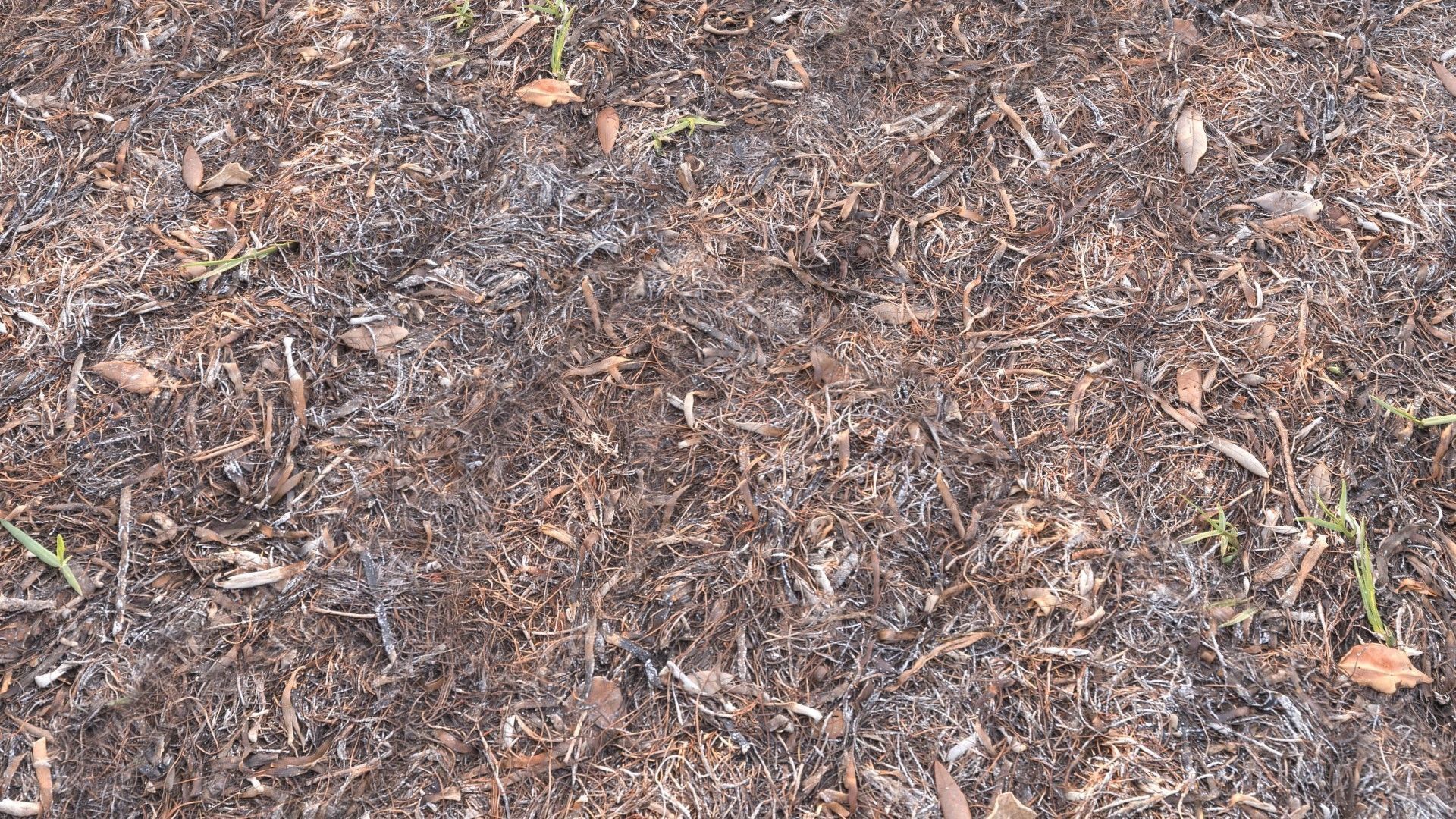 Forest Terrain Pack PBR 2 Texture_14