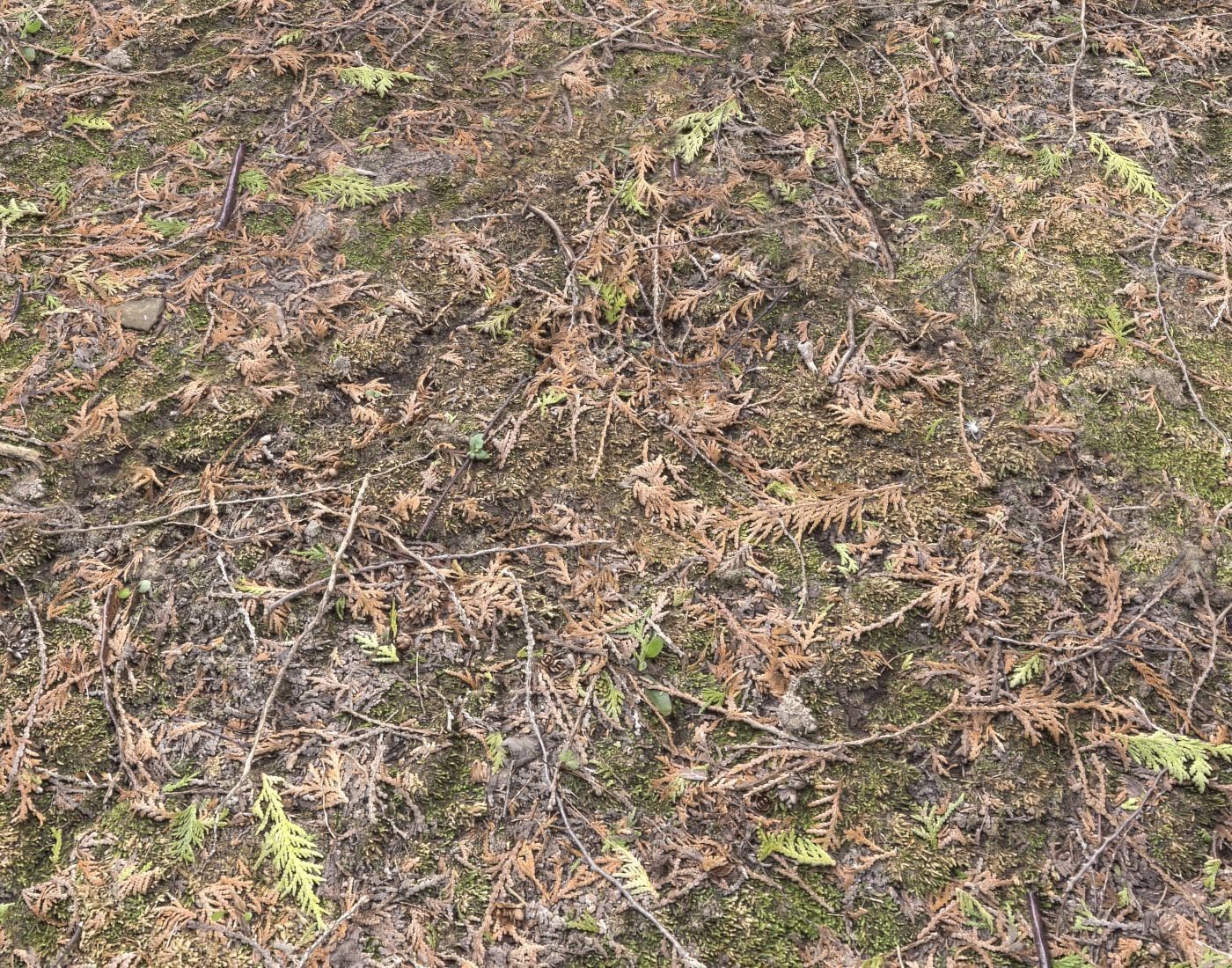 Forest Terrain Pack PBR 2 Texture_8