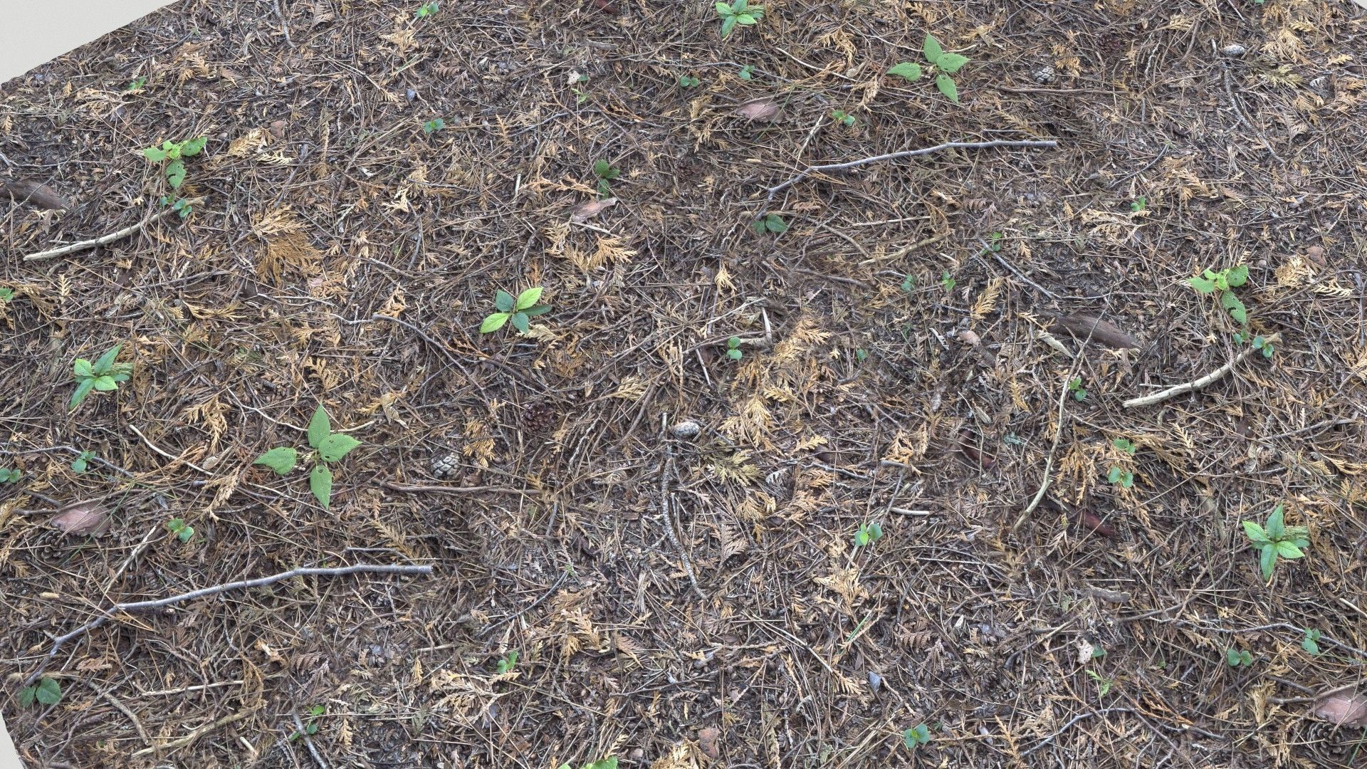 Forest Terrain Pack PBR 2 Texture_11