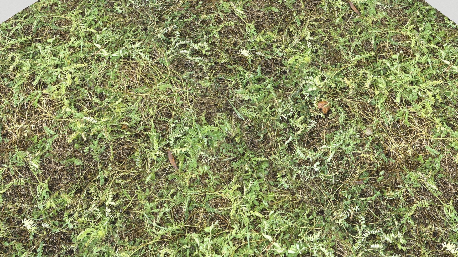 Forest Terrain Pack PBR 2 Texture_10