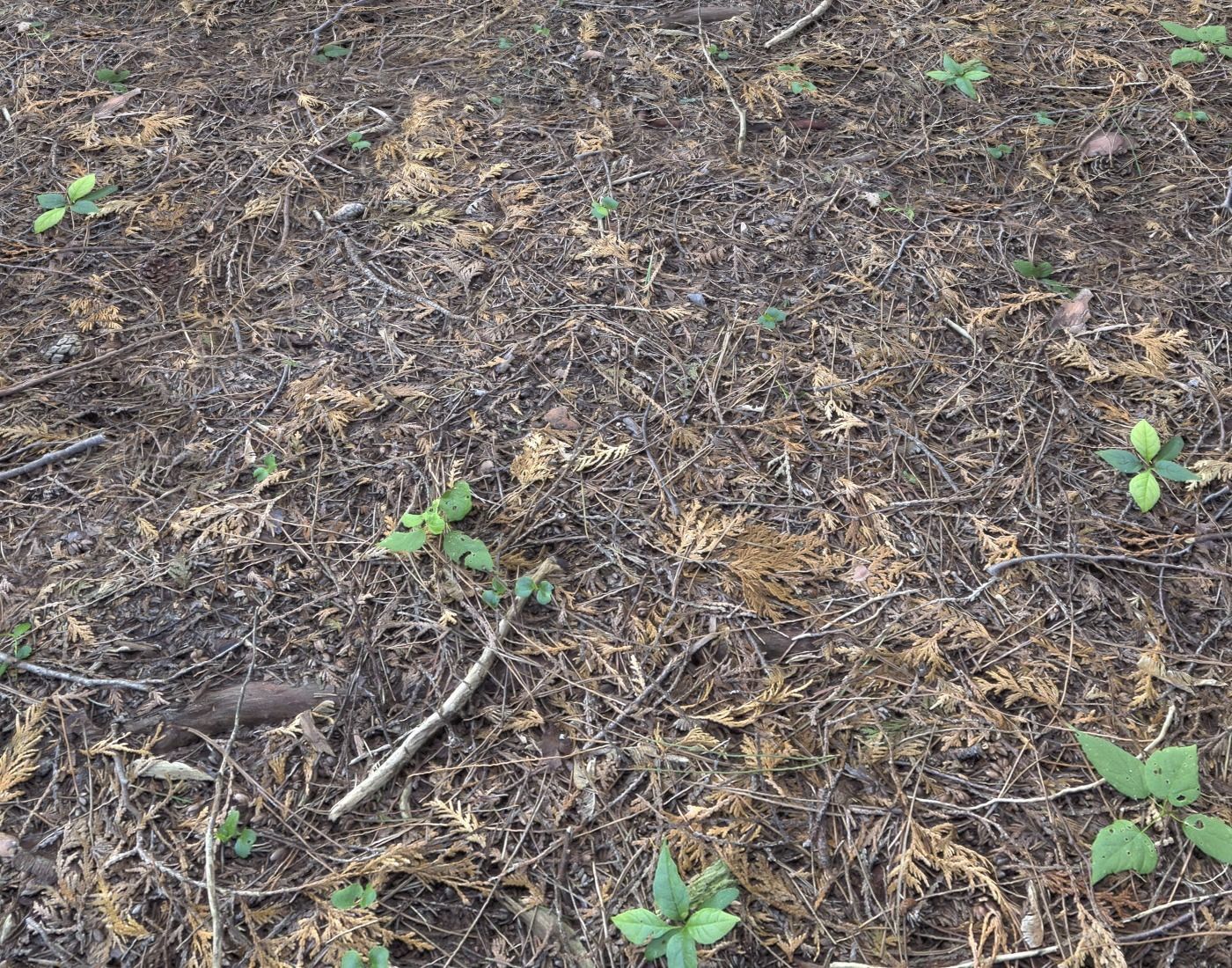 Forest Terrain Pack PBR 2 Texture_6