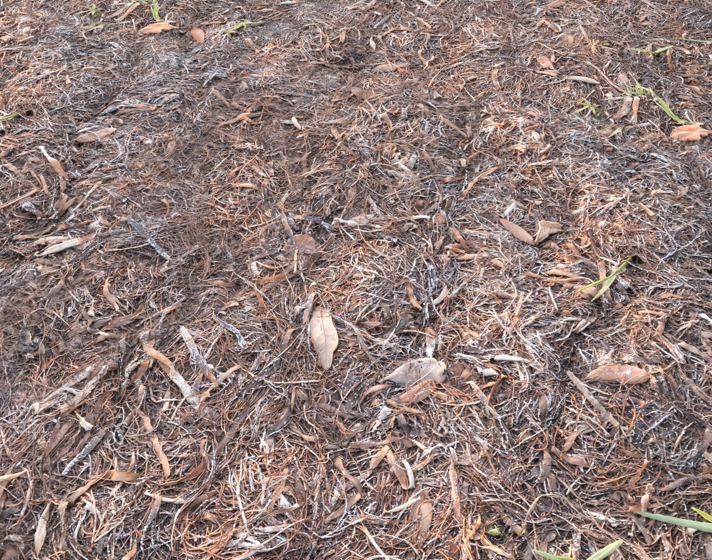 Forest Terrain Pack PBR 2 Texture_7