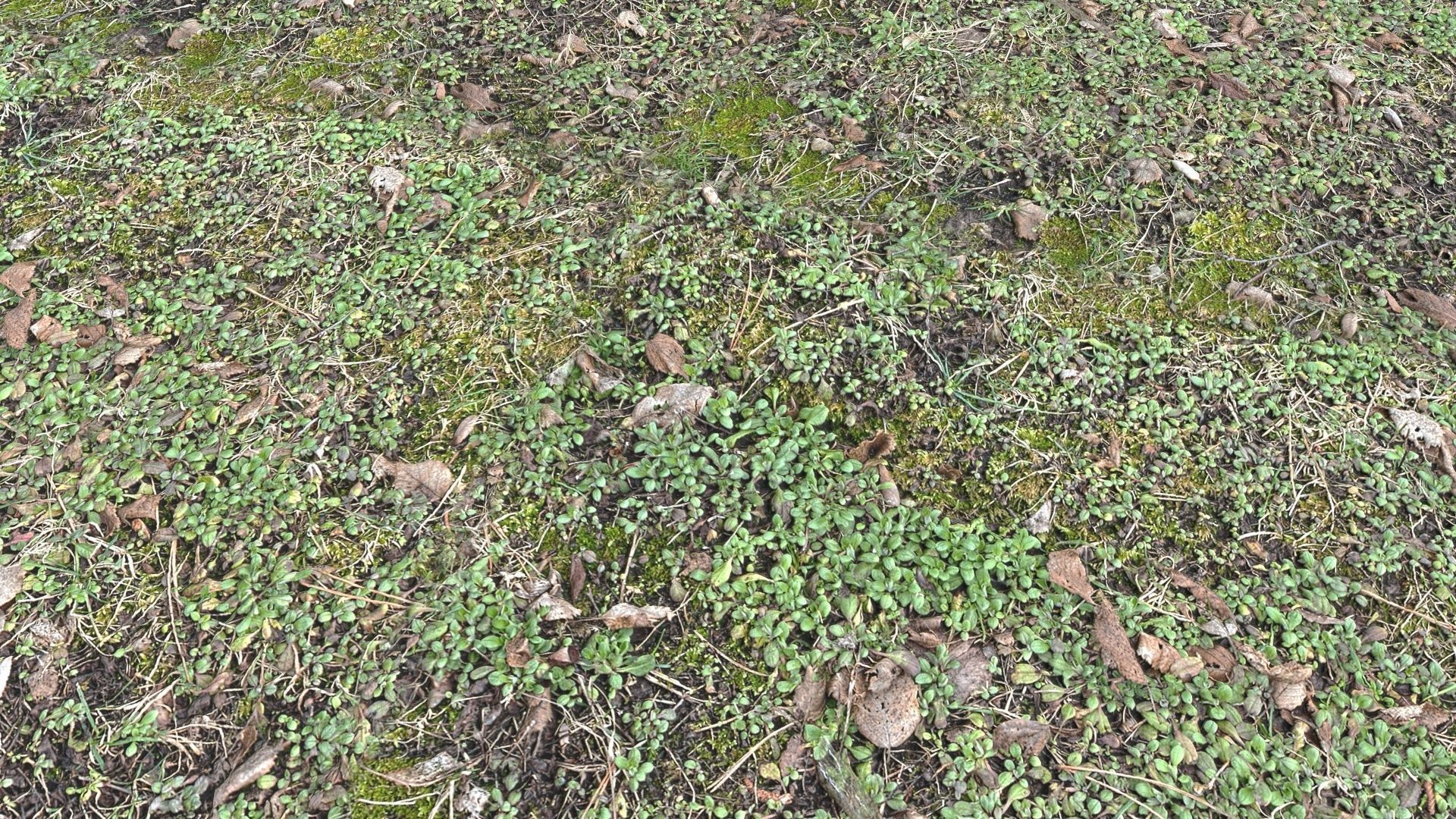 Forest Terrain Pack PBR 3 Texture_14