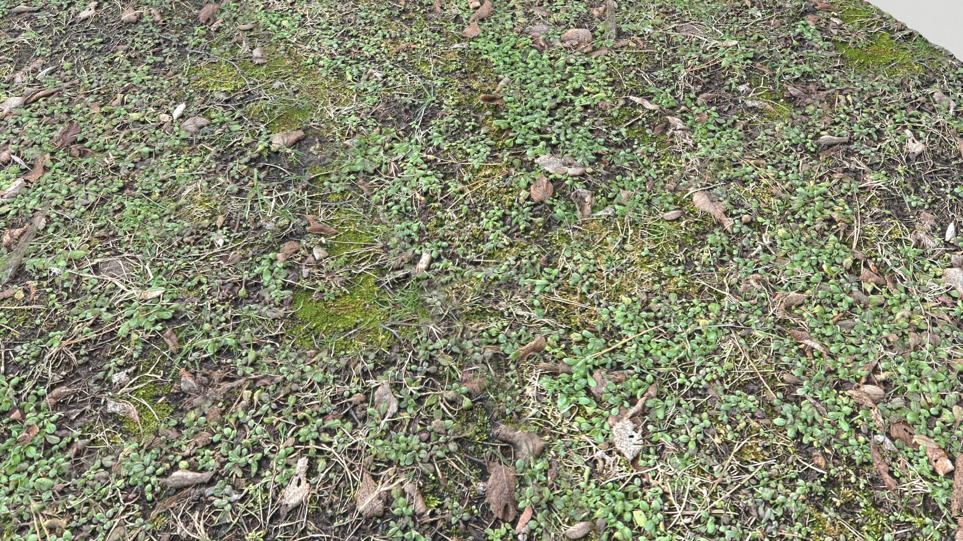 Forest Terrain Pack PBR 3 Texture_16