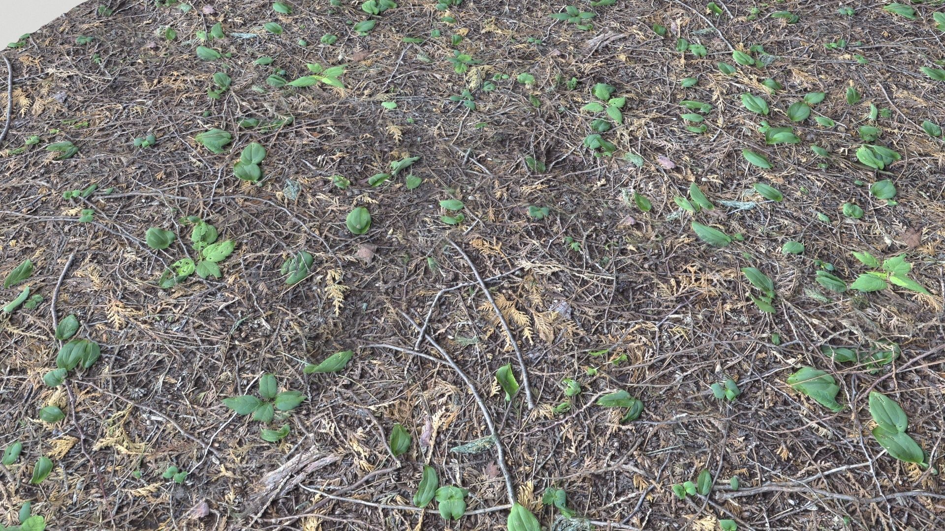 Forest Terrain Pack PBR 3 Texture_12