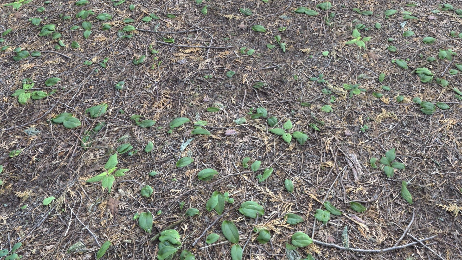 Forest Terrain Pack PBR 3 Texture_9