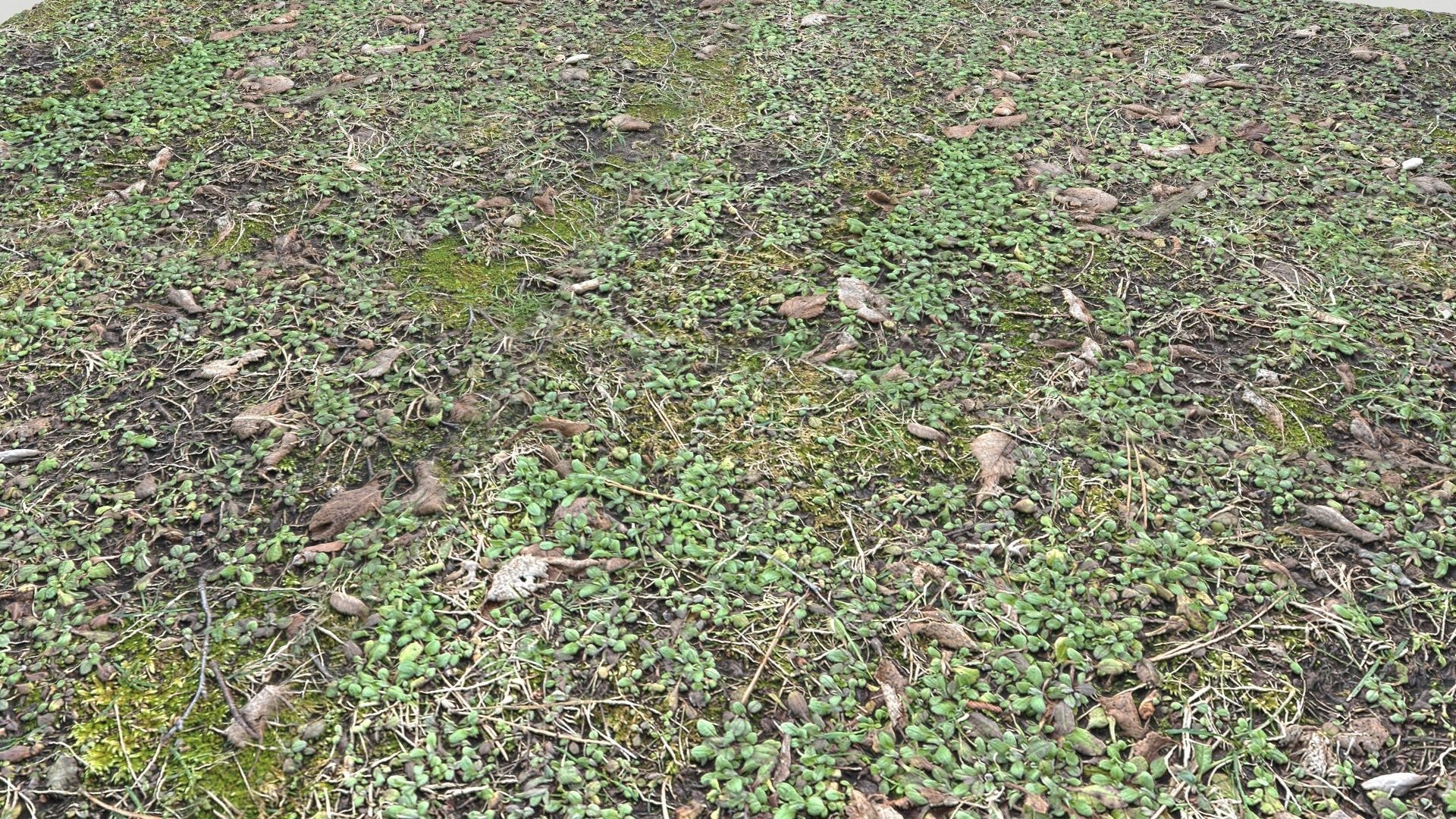 Forest Terrain Pack PBR 3 Texture_15