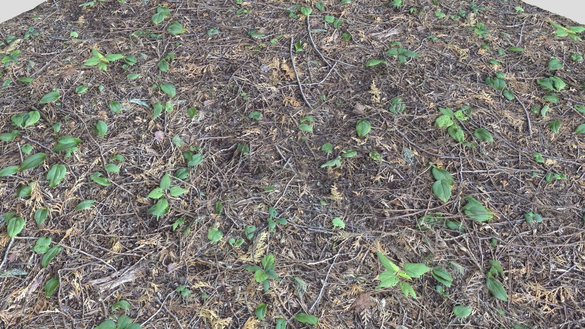 Forest Terrain Pack PBR 3 Texture_10