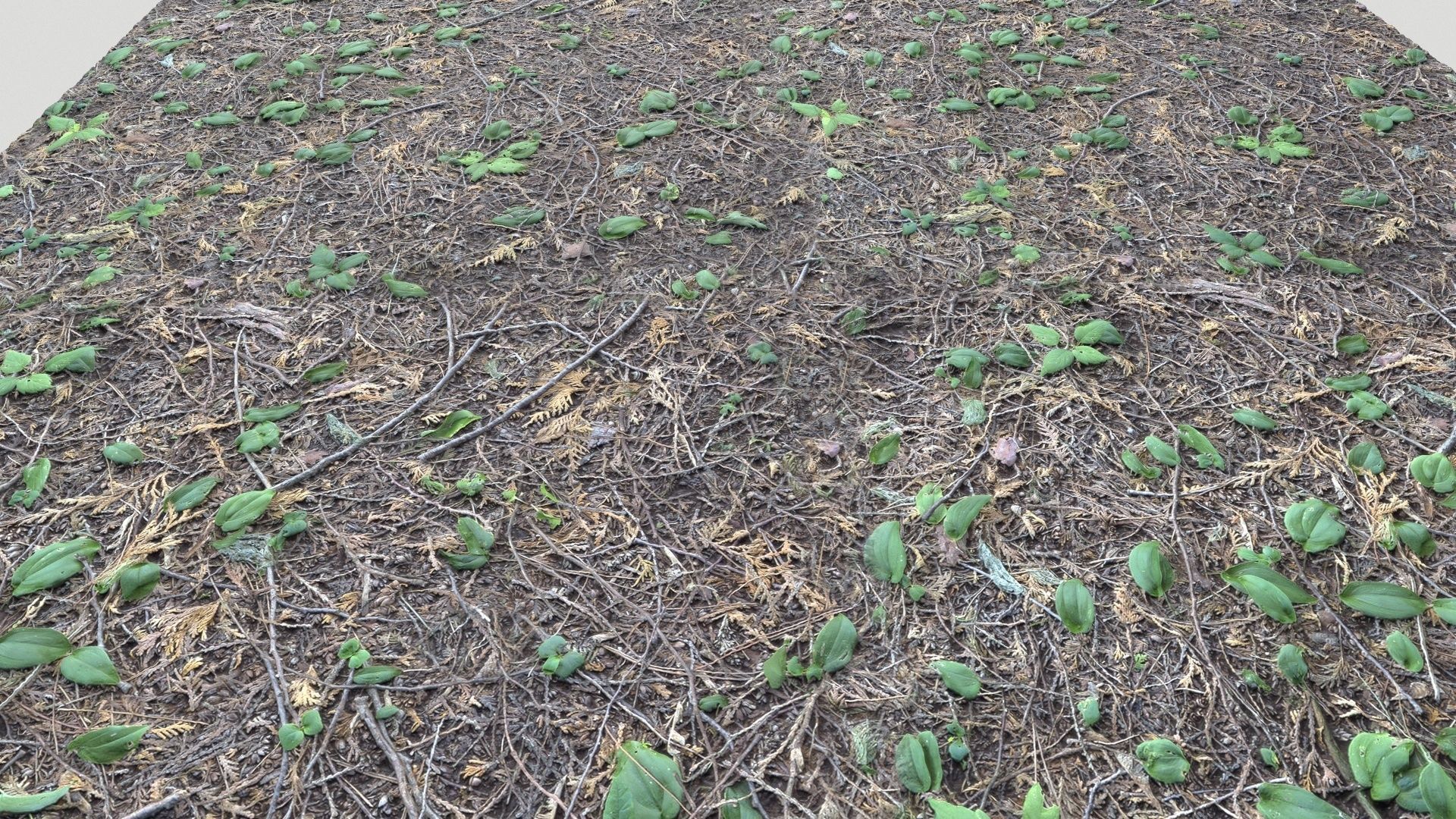 Forest Terrain Pack PBR 3 Texture_11