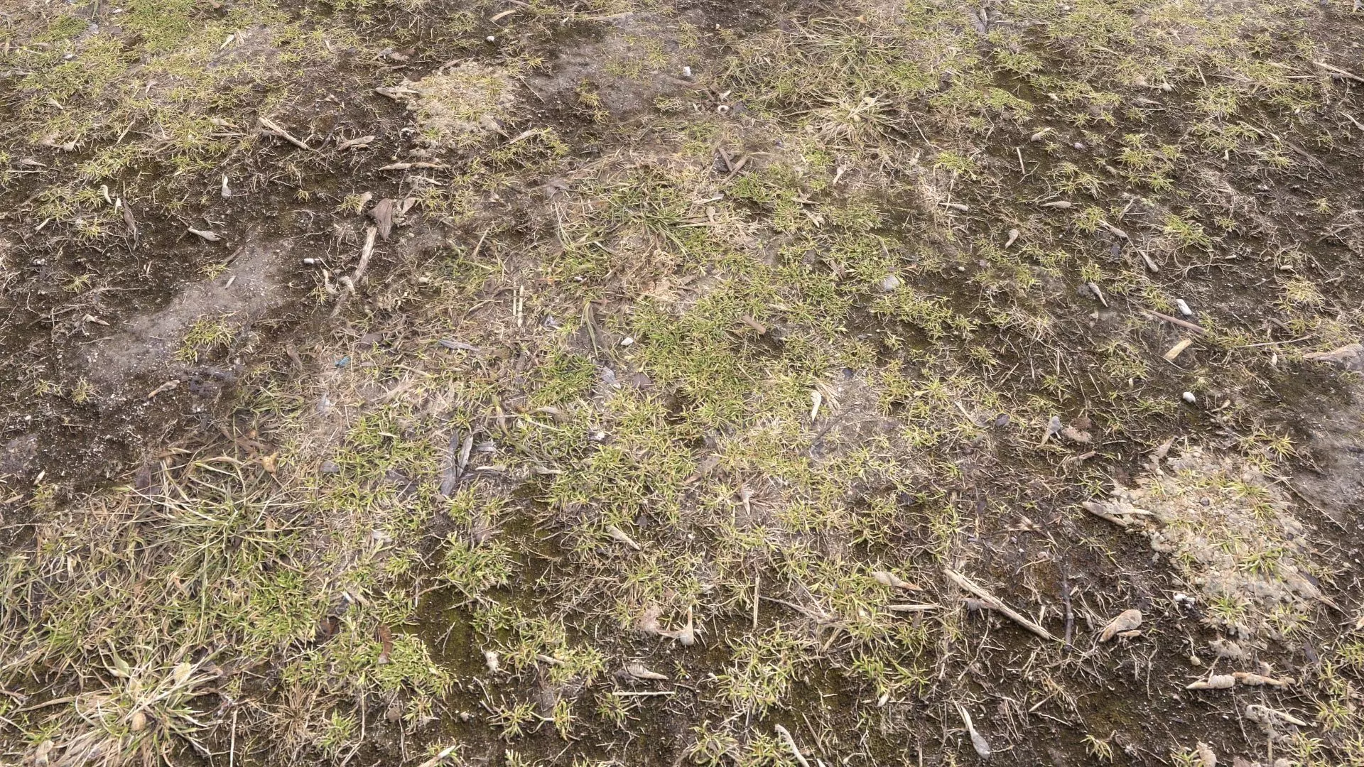 Forest Terrain Pack PBR 3 Texture_0