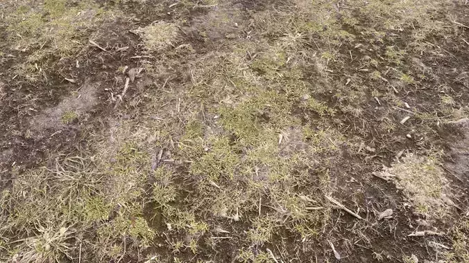 Forest Terrain Pack PBR 3 Texture