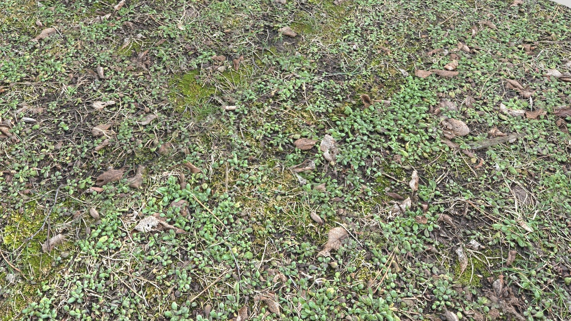 Forest Terrain Pack PBR 3 Texture_13