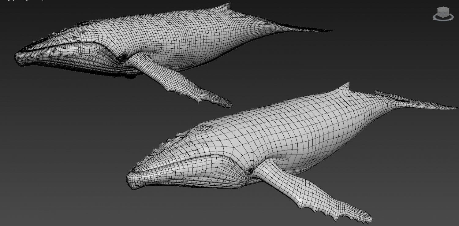 Whale model pack Low-poly 3D model_12