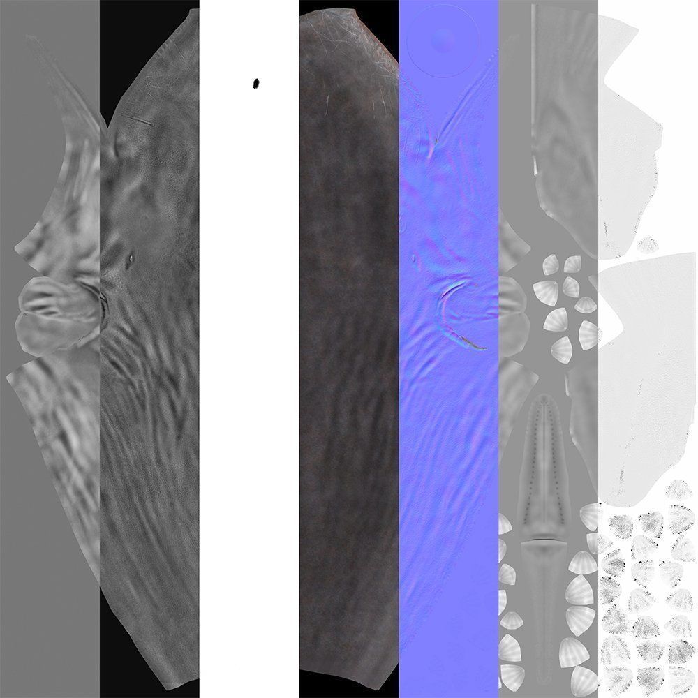 Whale model pack Low-poly 3D model_6