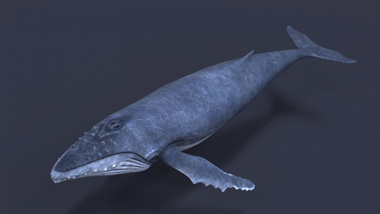Whale model pack Low-poly 3D model_8