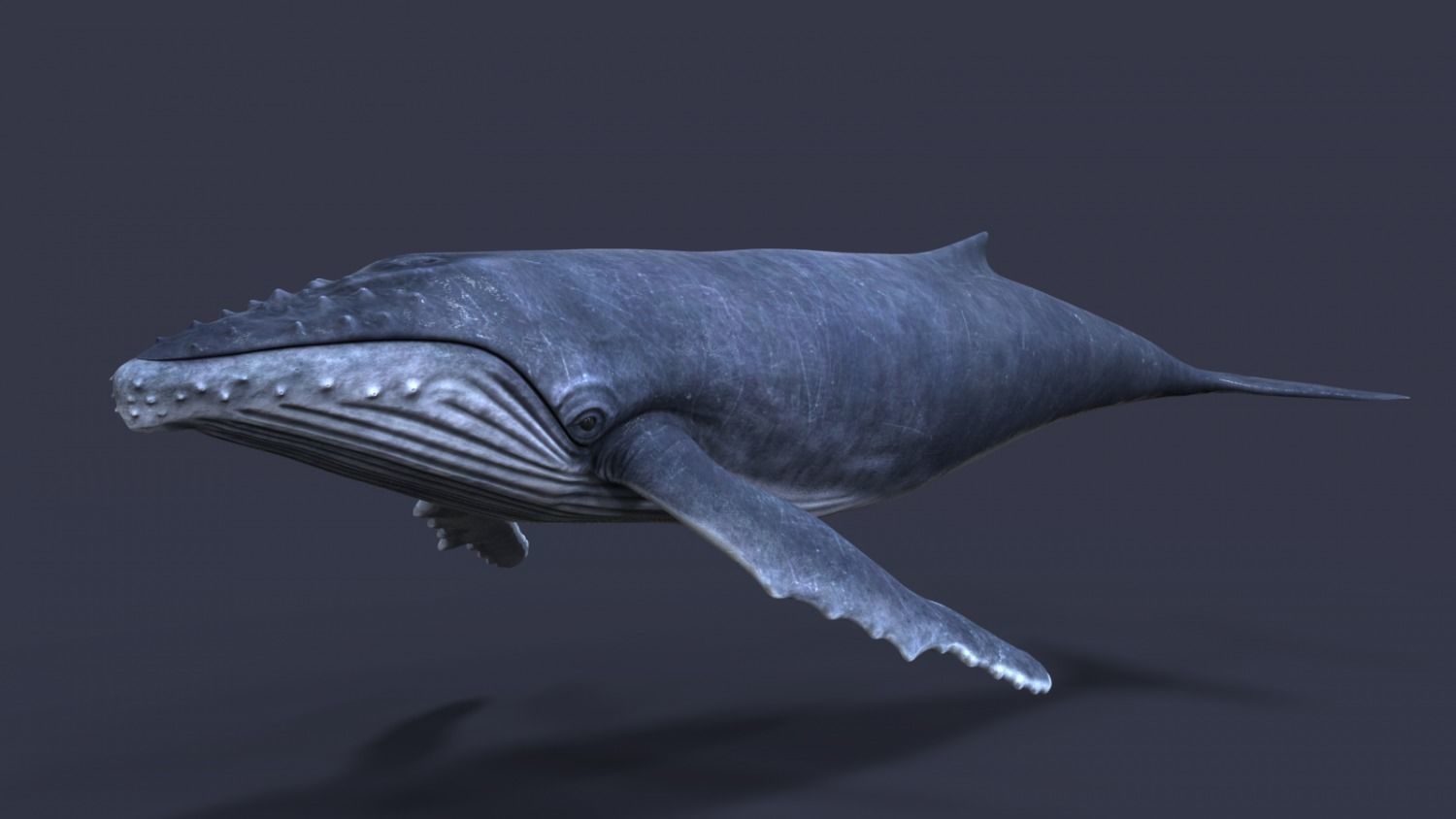 Whale model pack Low-poly 3D model_10