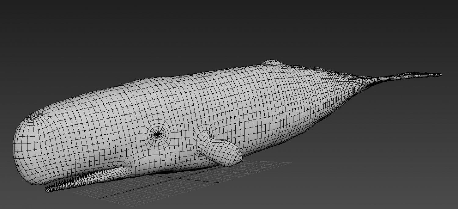 Whale model pack Low-poly 3D model_7