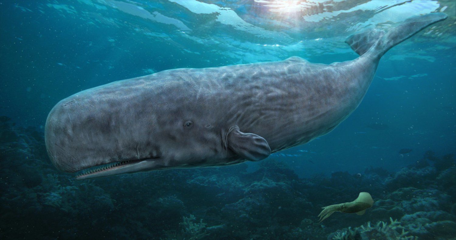 Whale model pack Low-poly 3D model_5