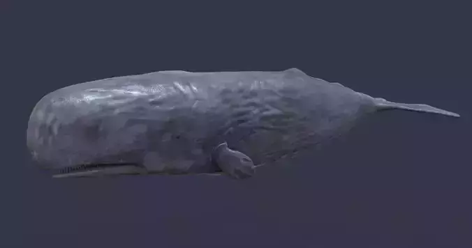 Whale model pack Low-poly 3D model