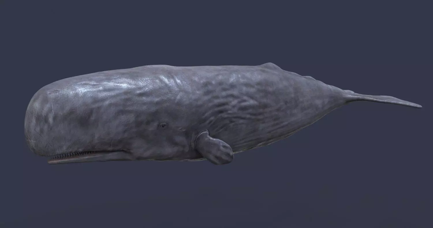 Whale model pack Low-poly 3D model_0