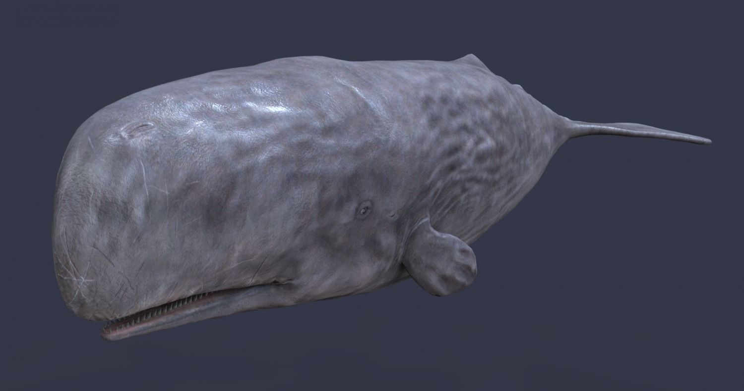 Whale model pack Low-poly 3D model_4