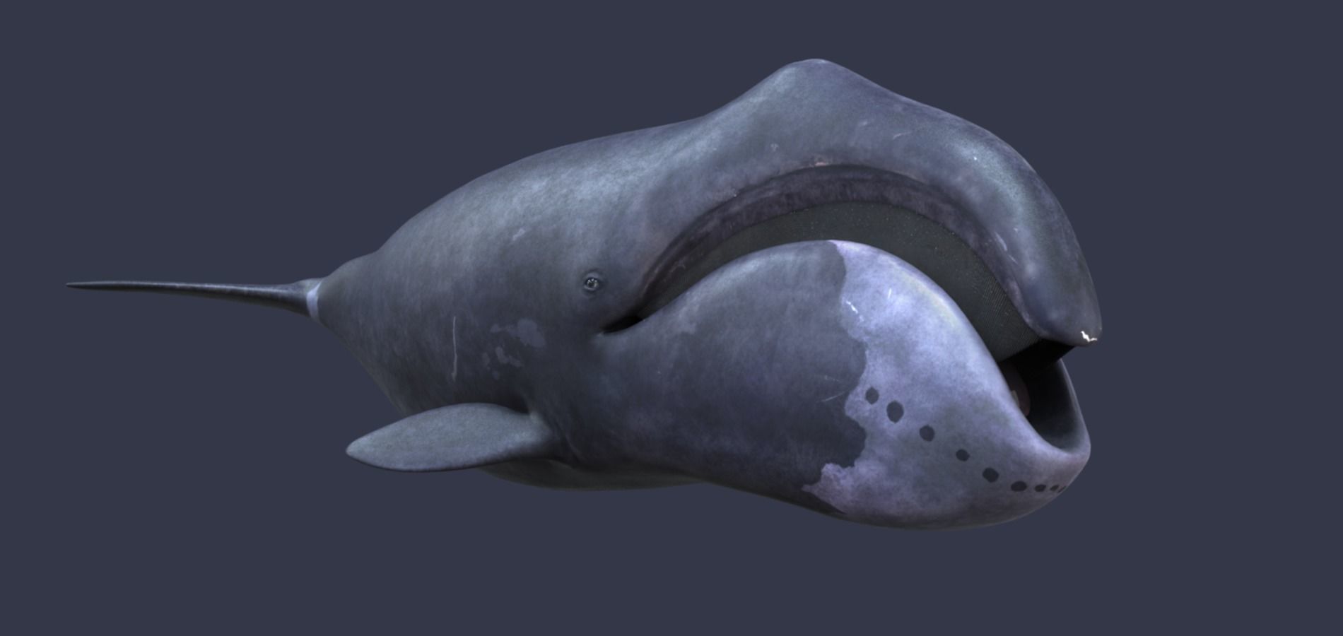 Whale model pack Low-poly 3D model_17